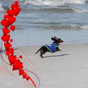 Meet your Posher, Merlin